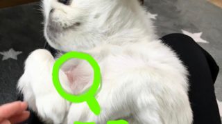 ハンドメイド｜ペキニーズグッズ