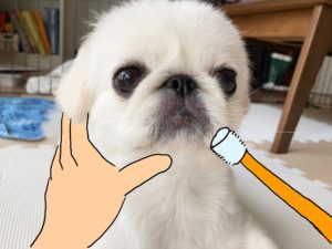 犬の歯磨きの仕方